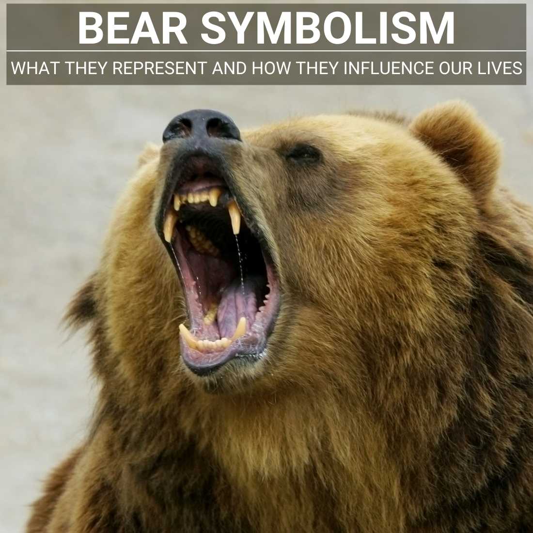 Bear symbolism