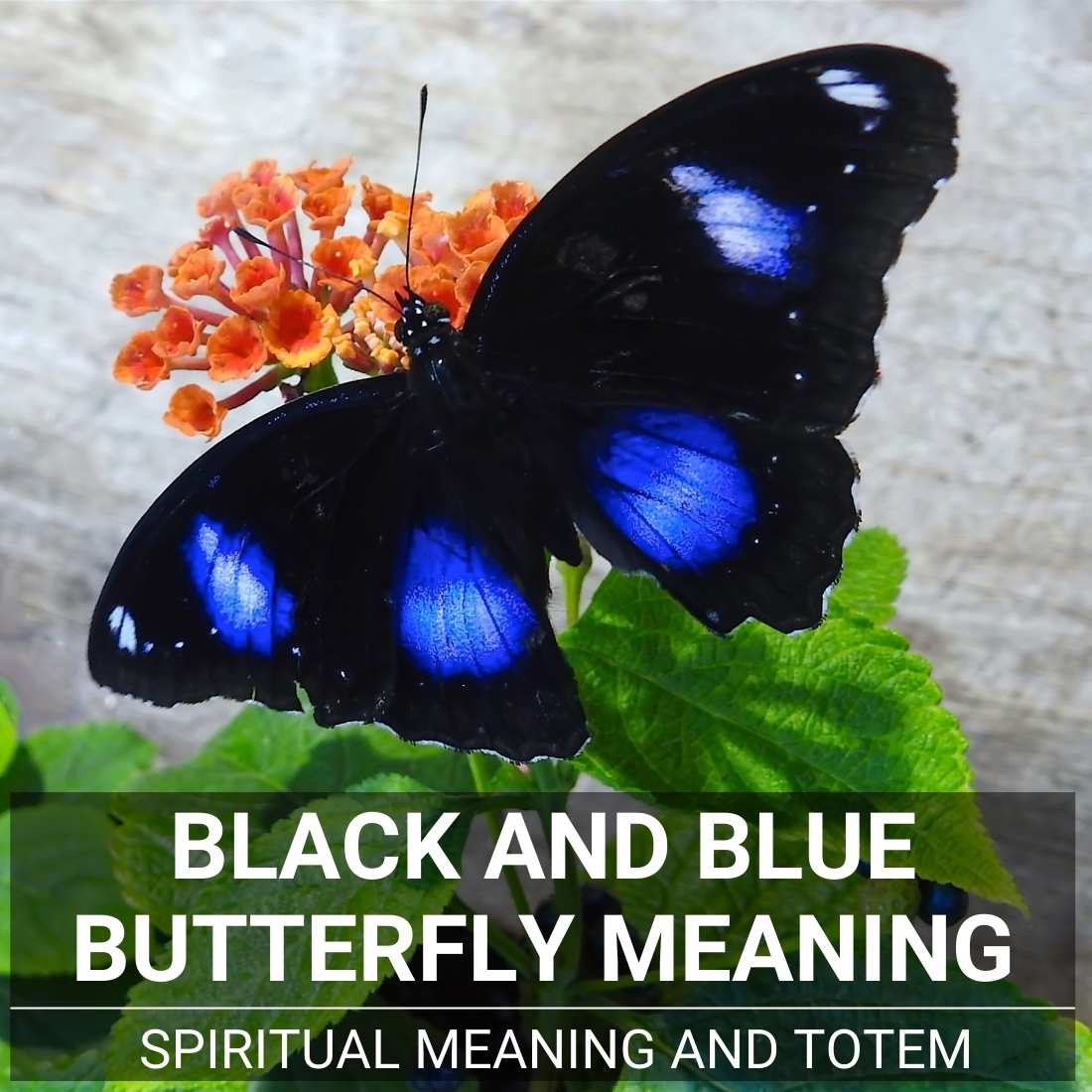 Black And Blue Butterfly Meaning