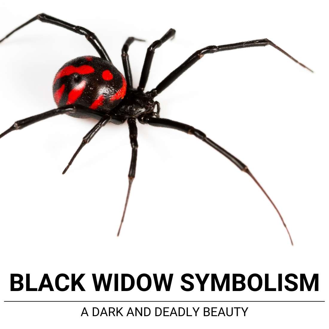 Black Widow symbolism