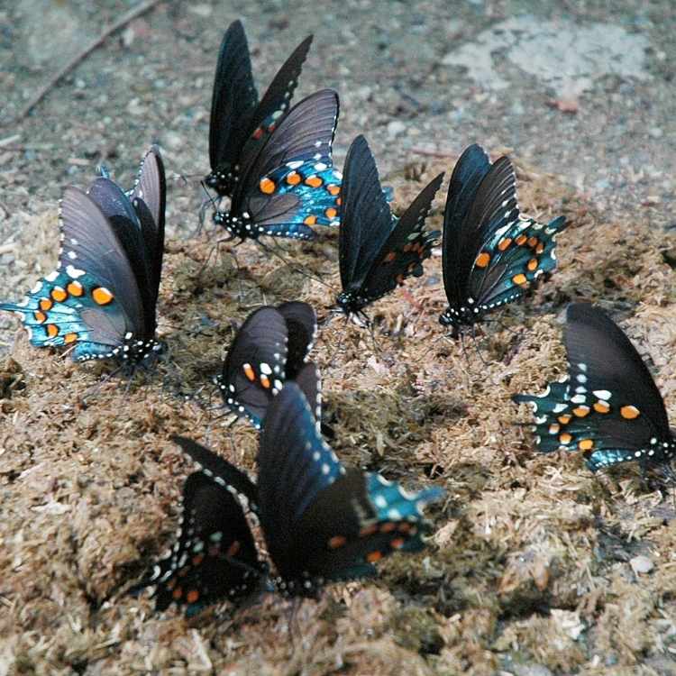 Black and blue butterflies