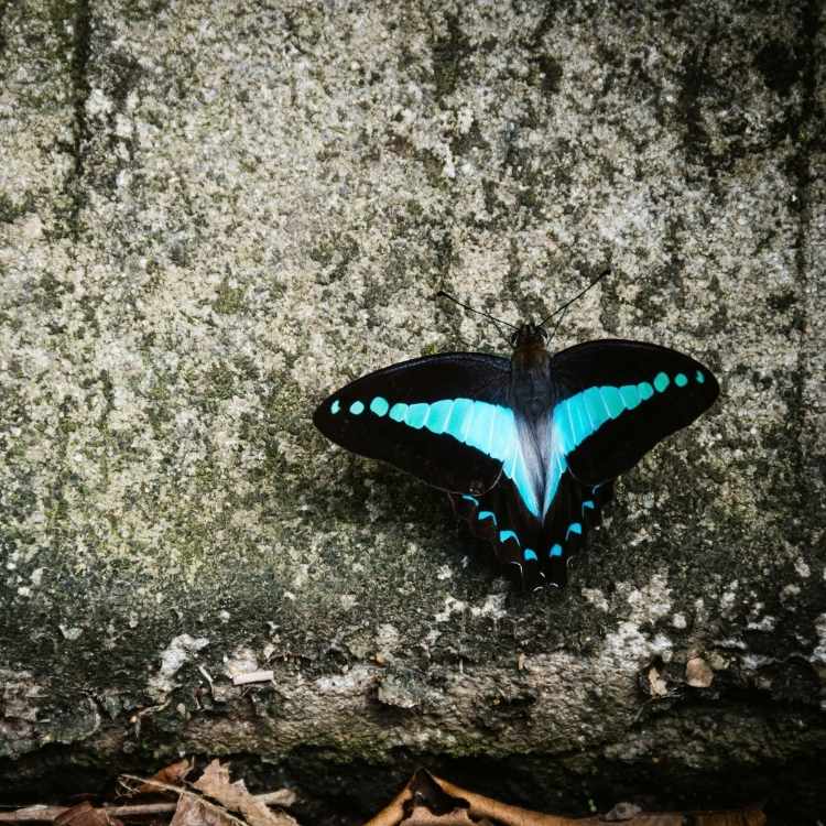 Black and blue butterfly