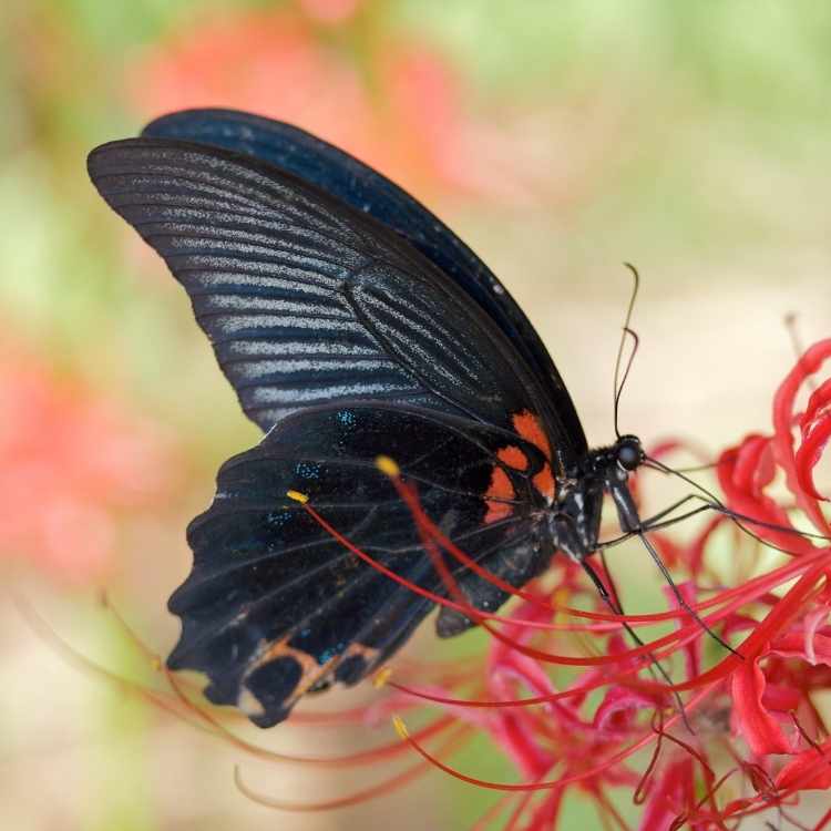 Black butterflies