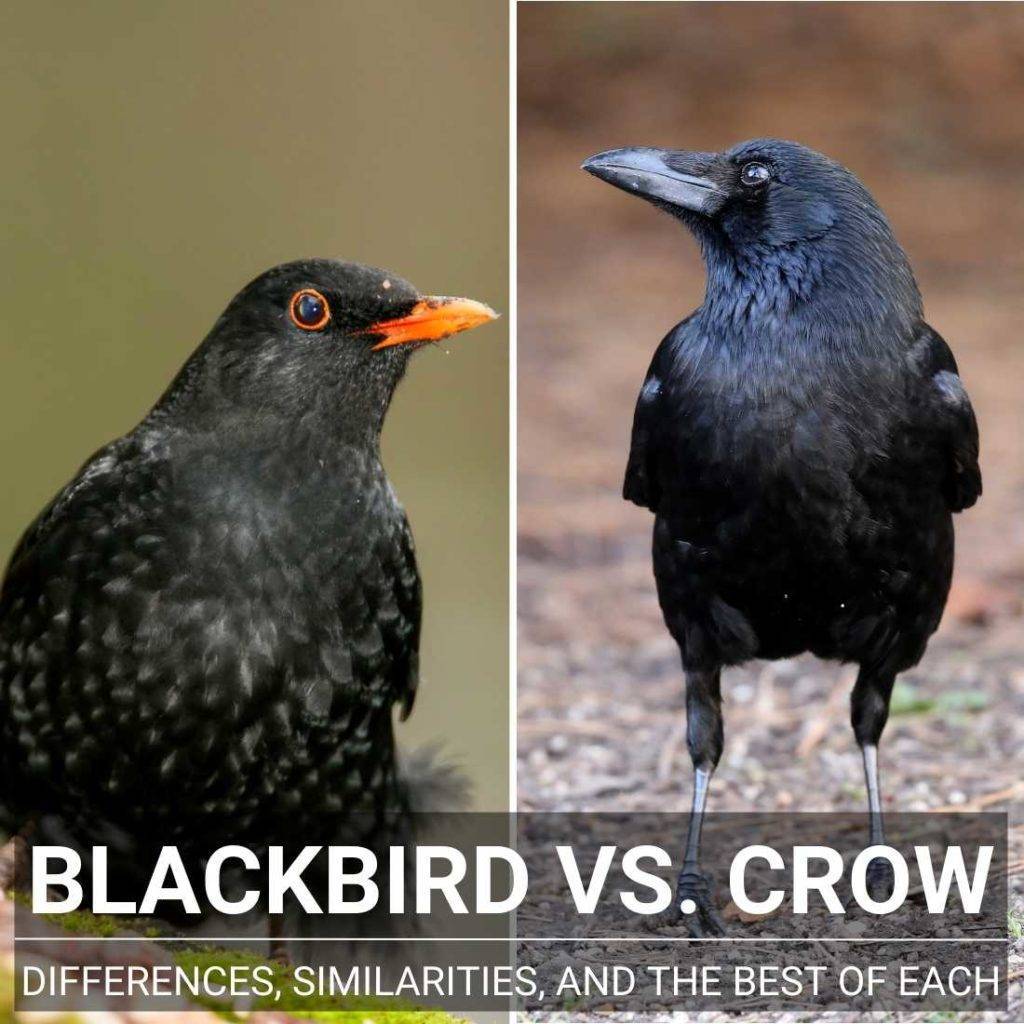 Blackbird Vs Crow - Differences, Similarities And Best Of Each