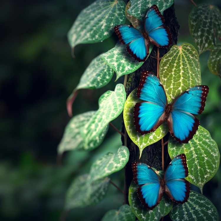 Blue butterflies