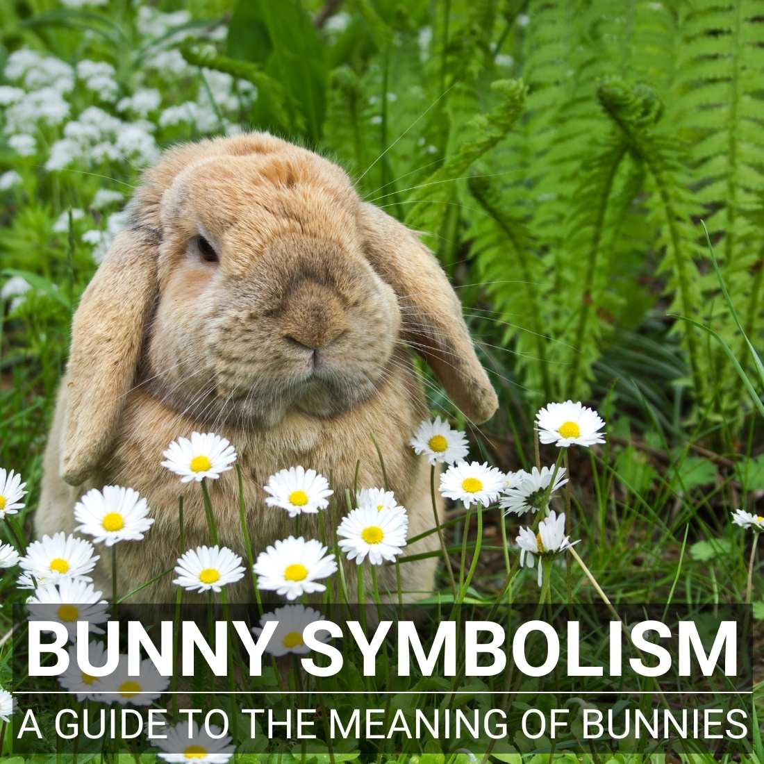 Bunny Symbolism