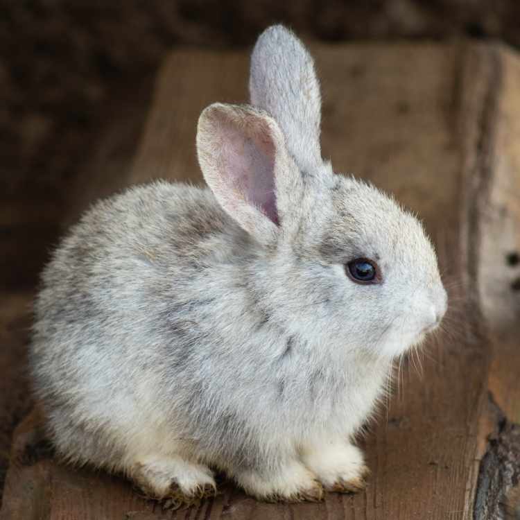 Bunny meaning - Keeping an open eye