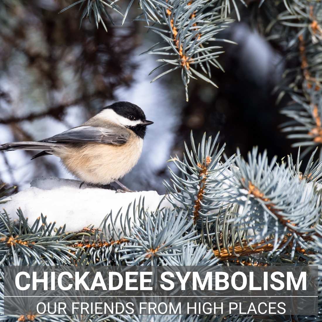 Chickadee Symbolism