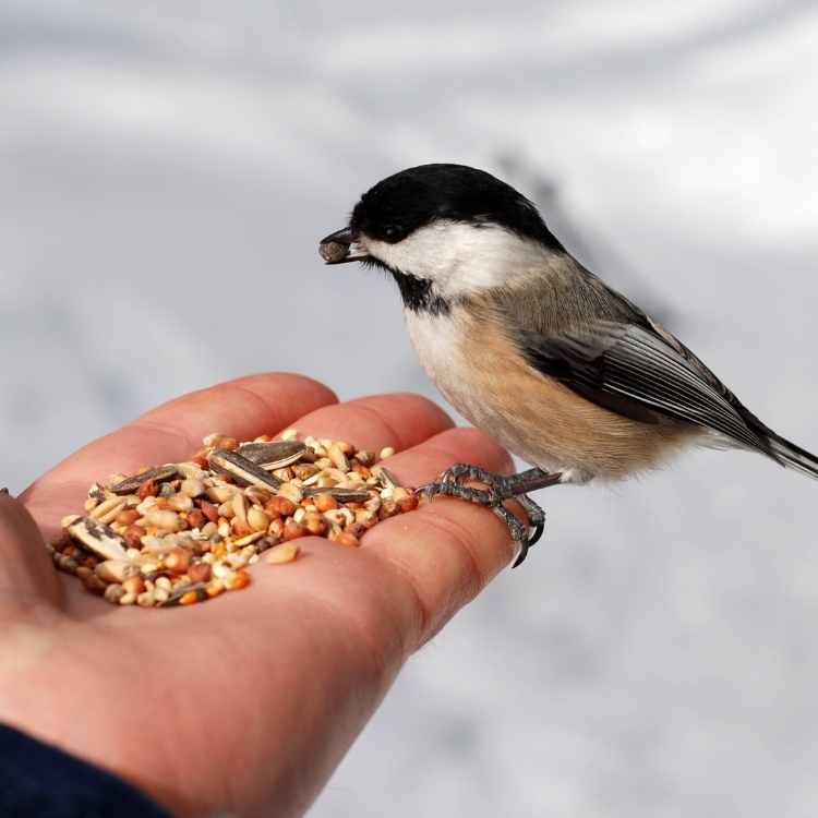 Chickadee eating out of hand