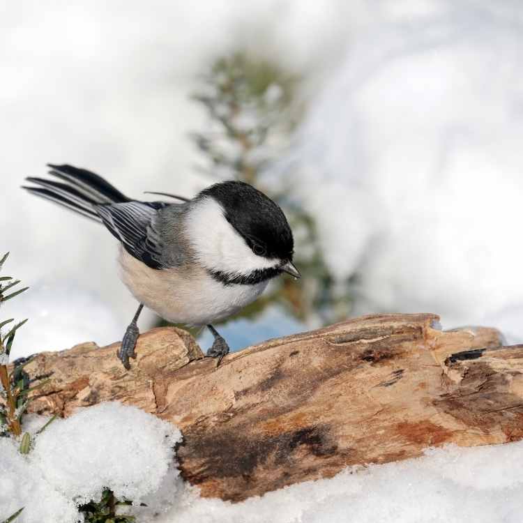 Chickadee personality Chickadee Spiritual Meaning: Our Cheerful Friends From High Places Who Bring Joy & Wisdom