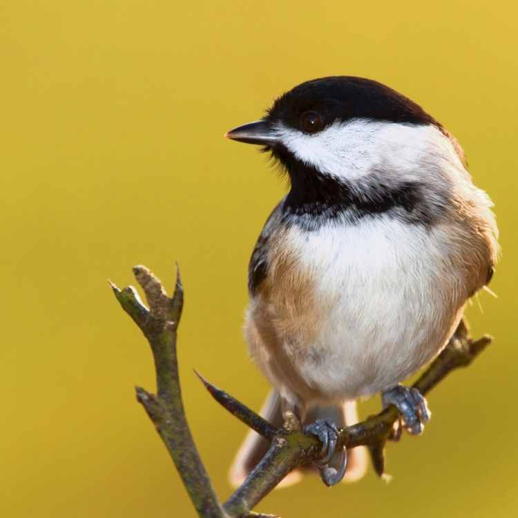 Chickadee spiritual meaning