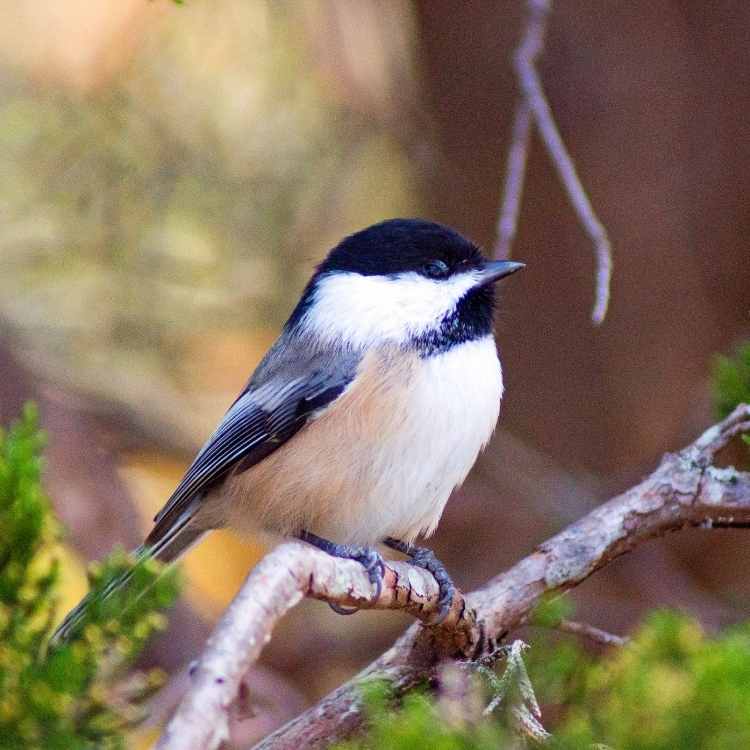 Chickadee symbolism and meaning