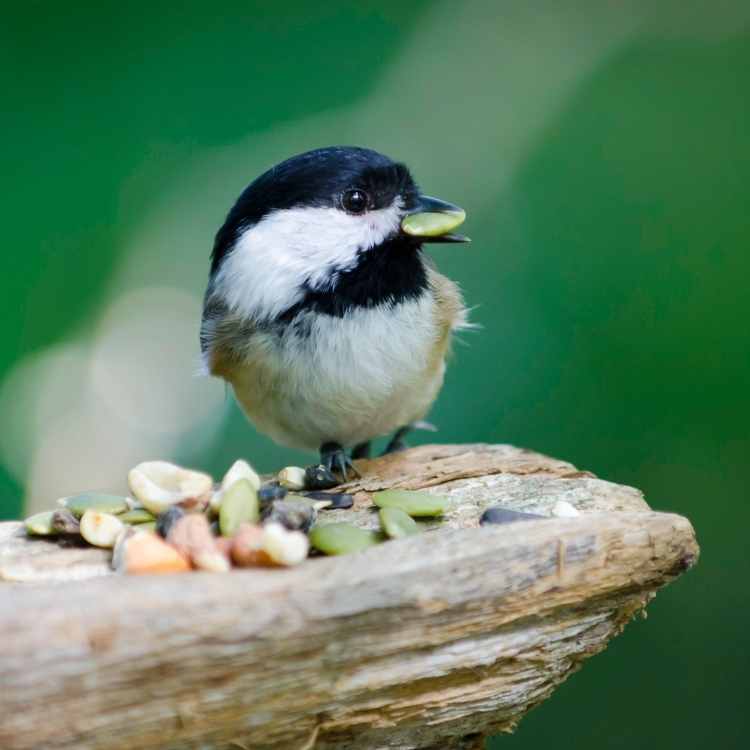 Chickadee totem