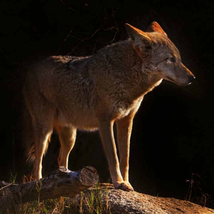 Coyote Stability and balance