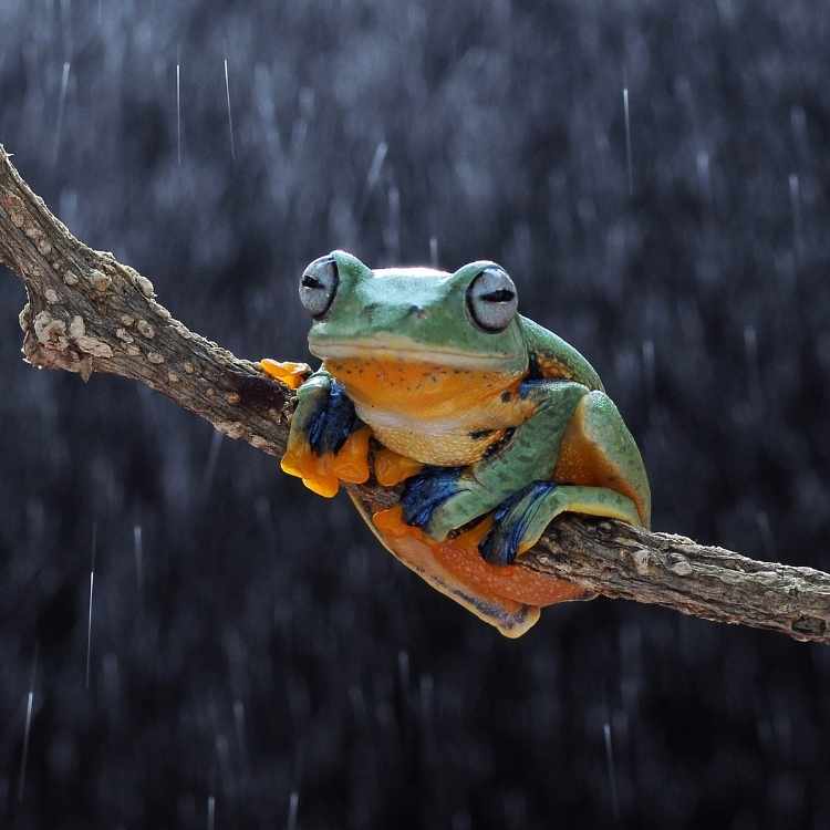 frog in the rain - frog in-house meaning