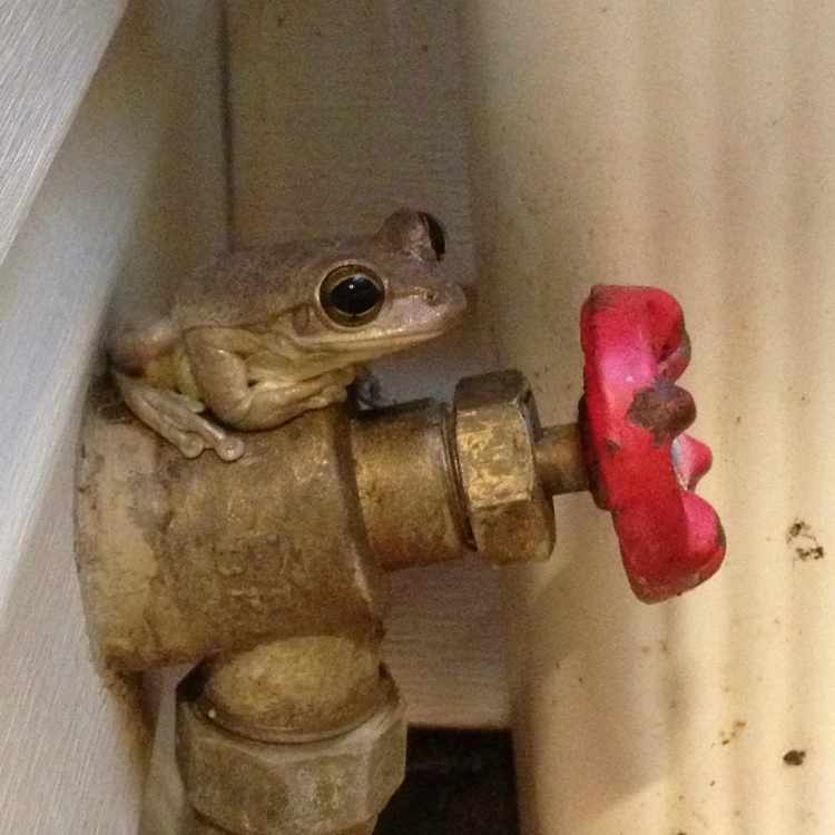 frog in house