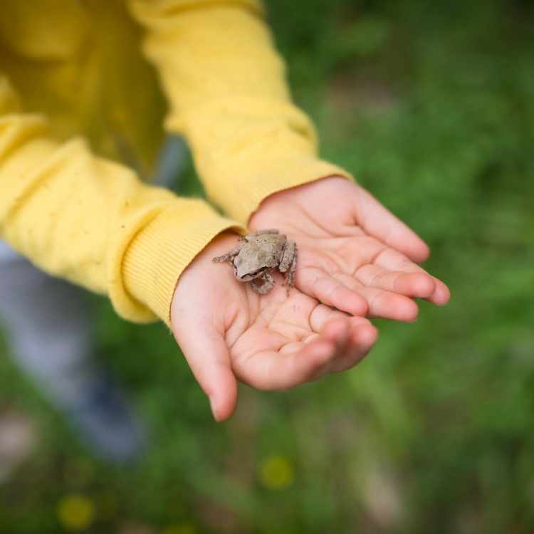 frog in hand