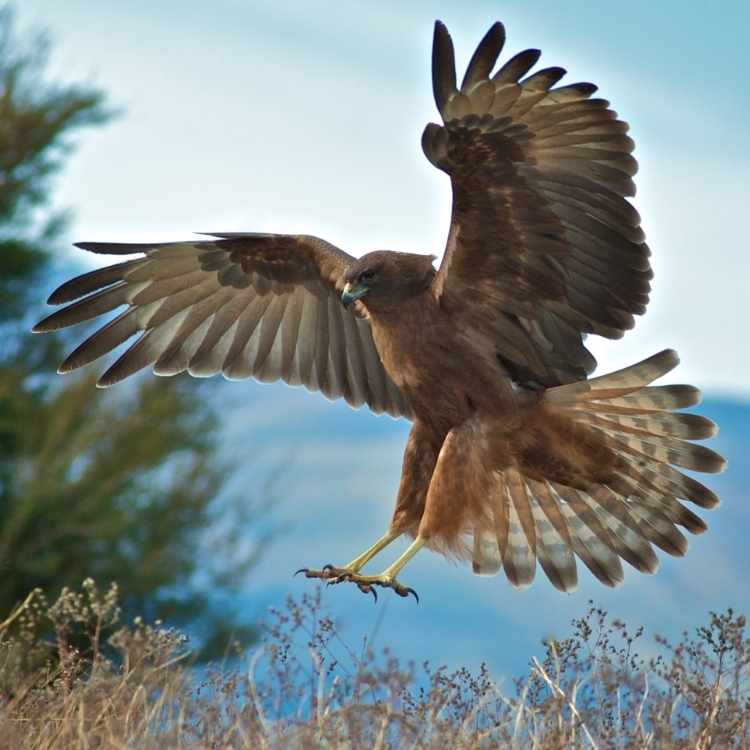 hawk landing
