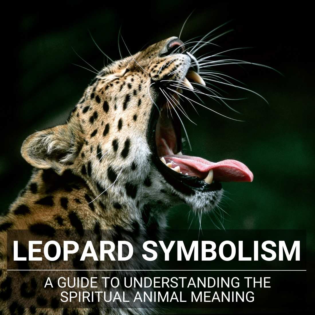 Leopard Symbolism: Understanding The Spiritual Animal Meaning