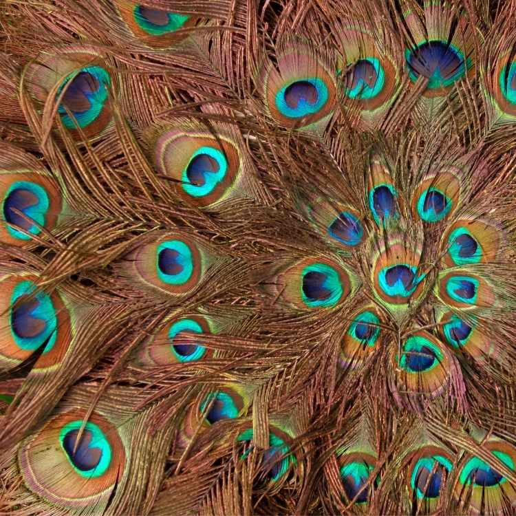 Meaning of  Peacock Feathers