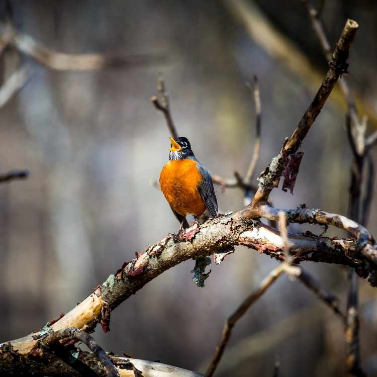 Meaning of a Robin Visiting