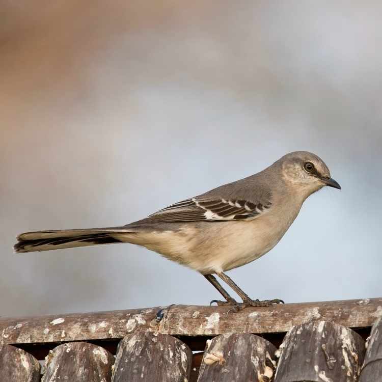 Mockingbird Omen