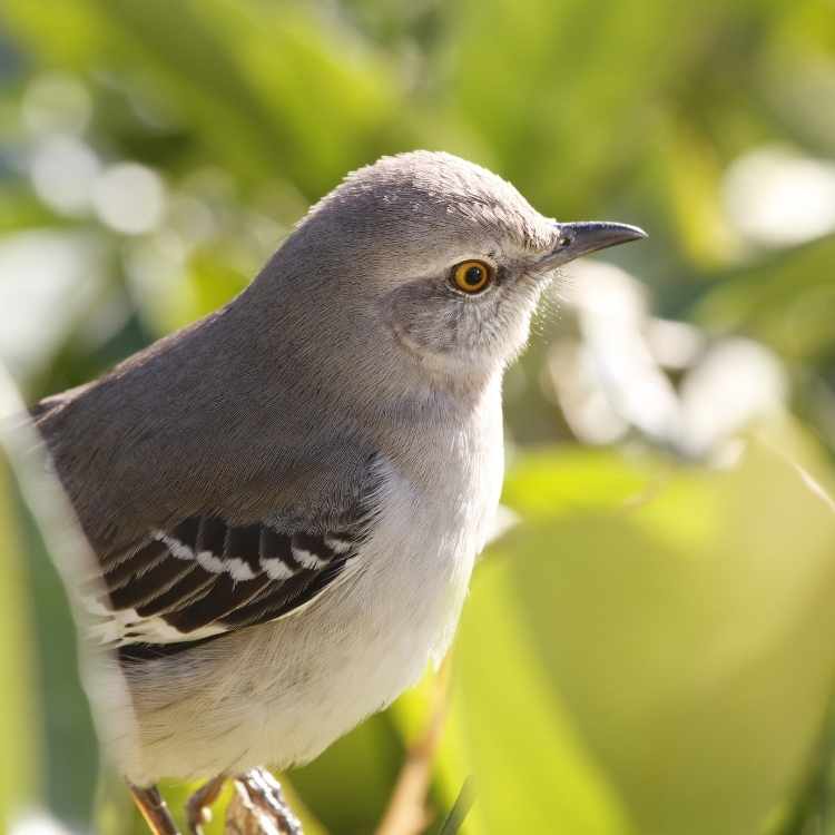 Mockingbird spiritual meaning