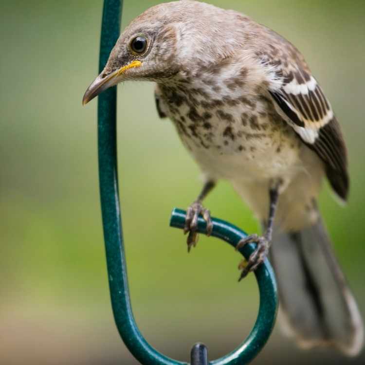 Mockingbird totem animal