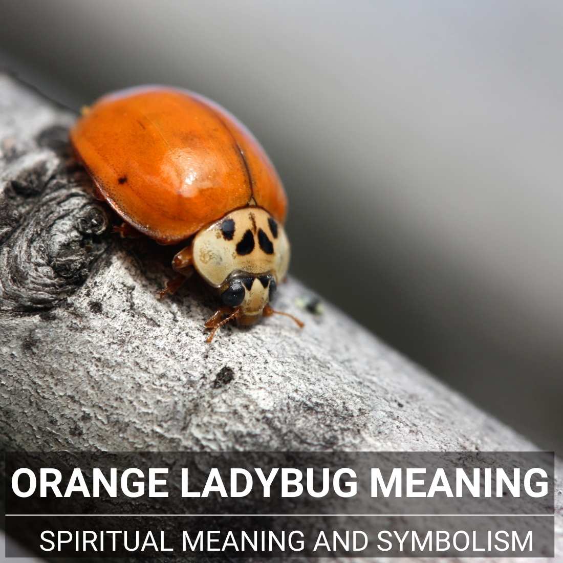 Orange Ladybug Meaning