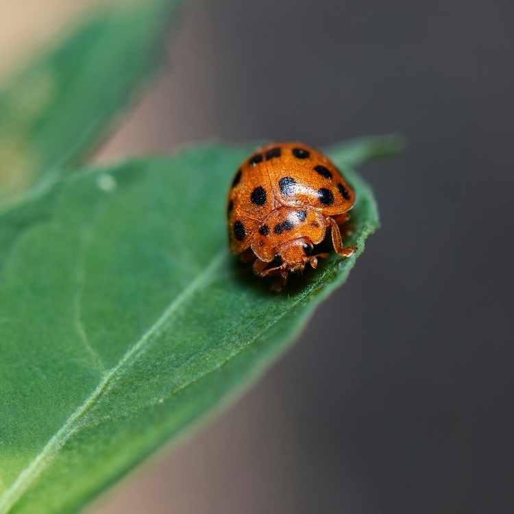 Orange ladybug love