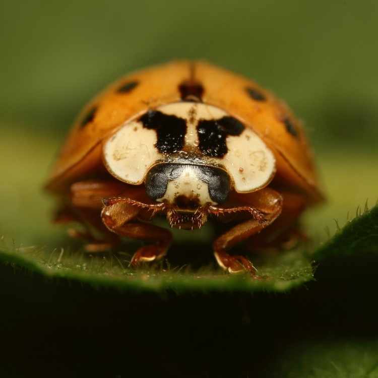 Orange ladybug spiritual meaning