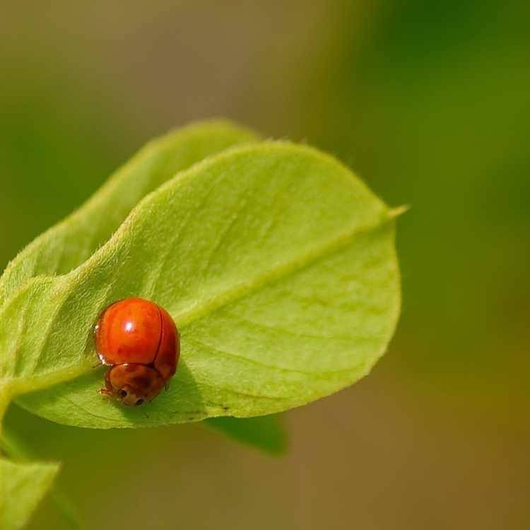 Orange ladybug with no spots meaning