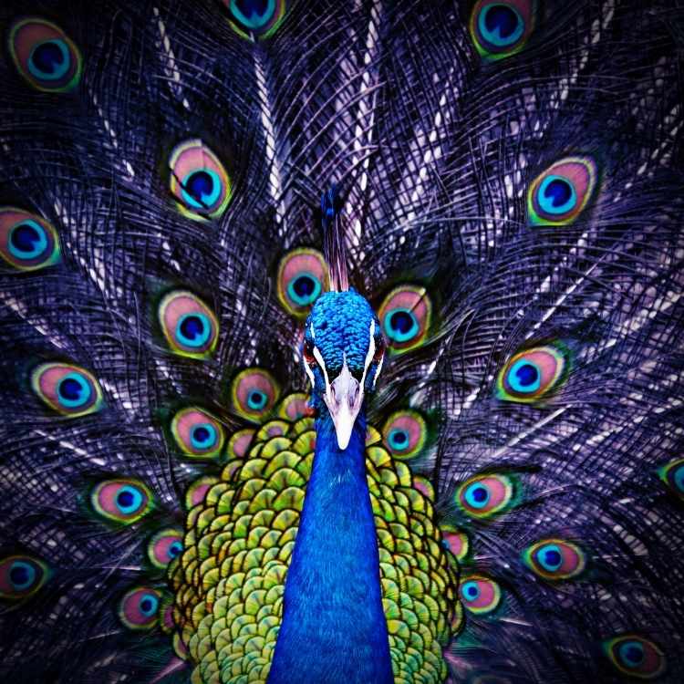 Peacock Spirit Animal