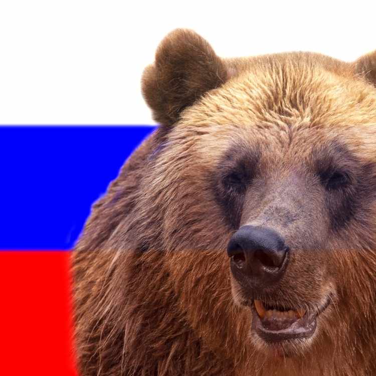 Russian bear