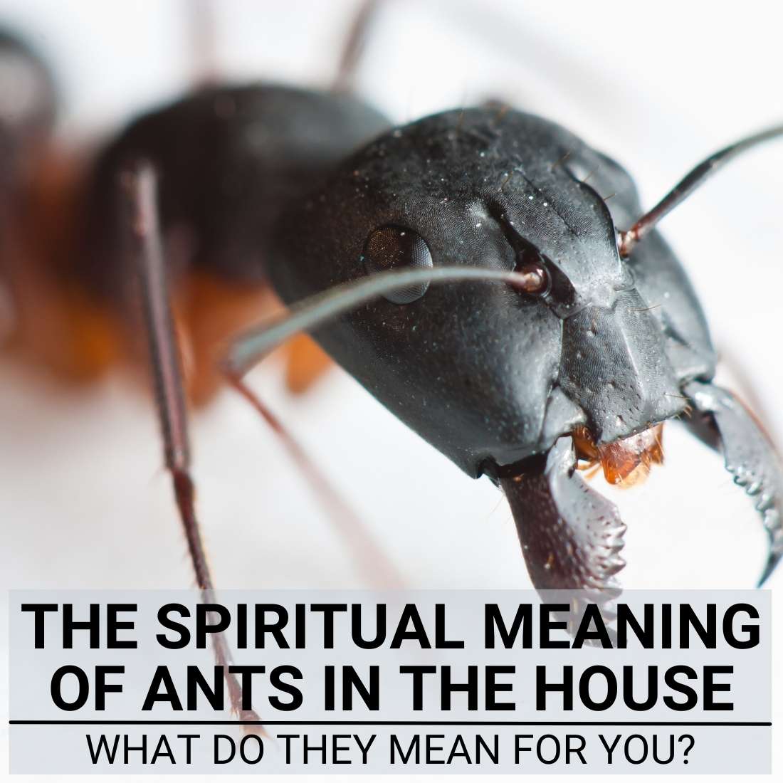 Spiritual Meaning of Ants in the House