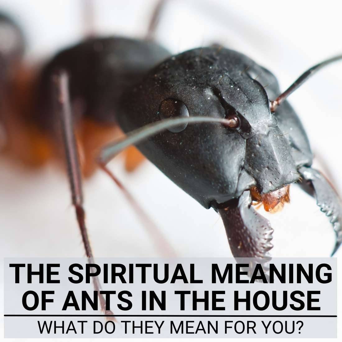 Spiritual Meaning of Ants in the House