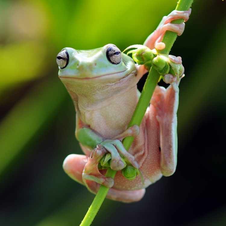 Native American frog symbolism representing spiritual transformation