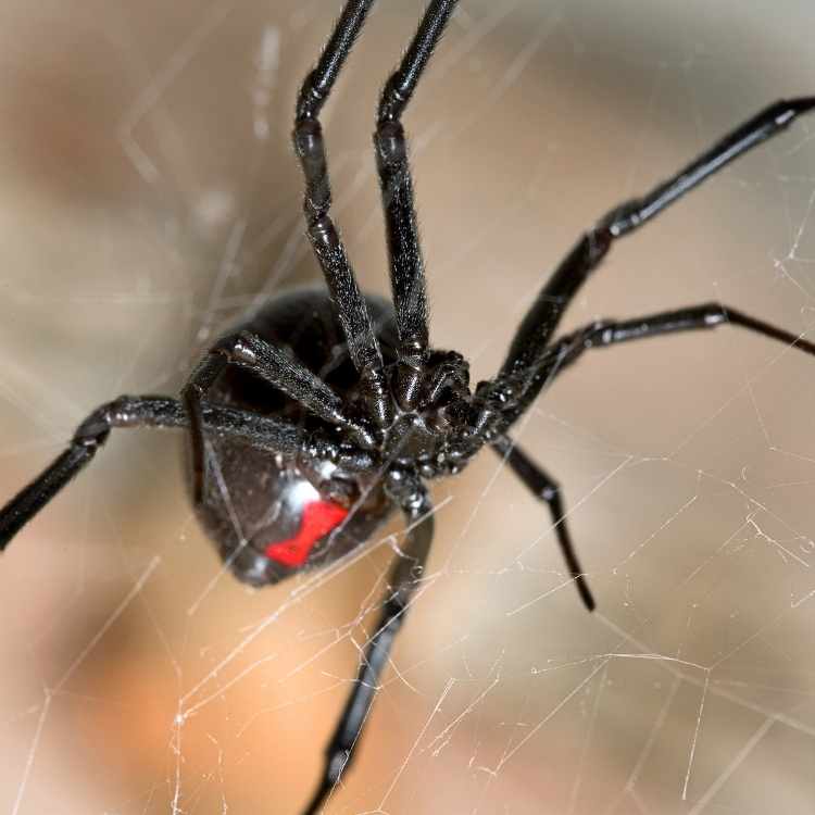 Spiritual meaning of seeing a black widow spider