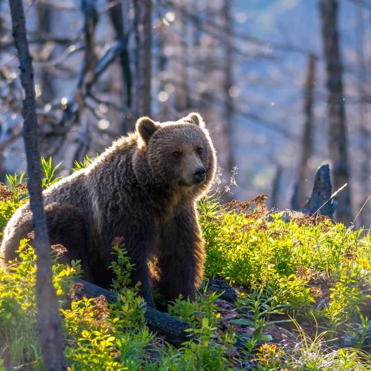 Spiritual meaning of the grizzly bear