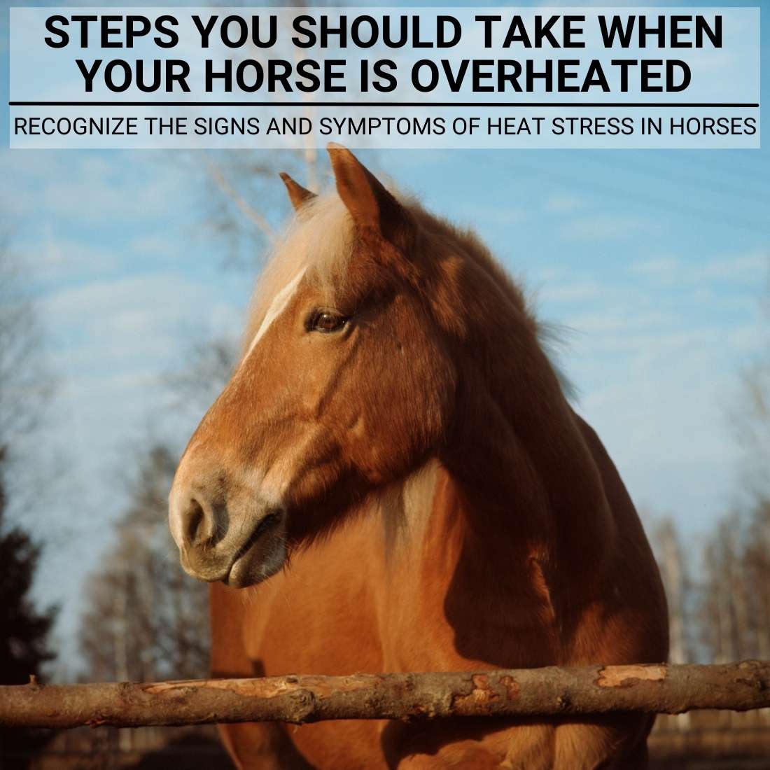 Steps You Should Take When Your Horse is Overheated