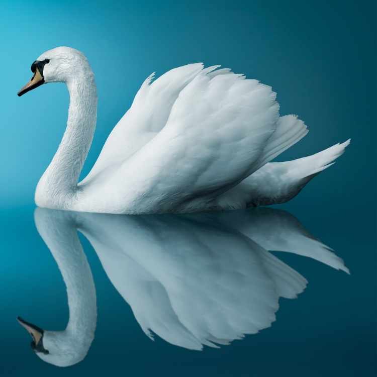 Swan animal totem