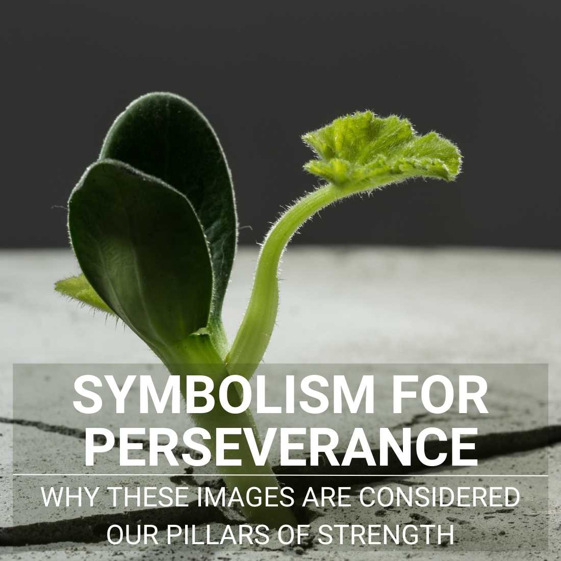Symbolism For Perseverance