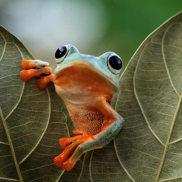 frog leave