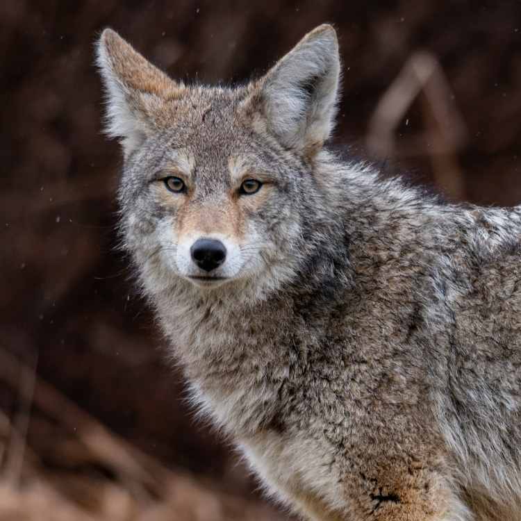 What does a coyote symbolize