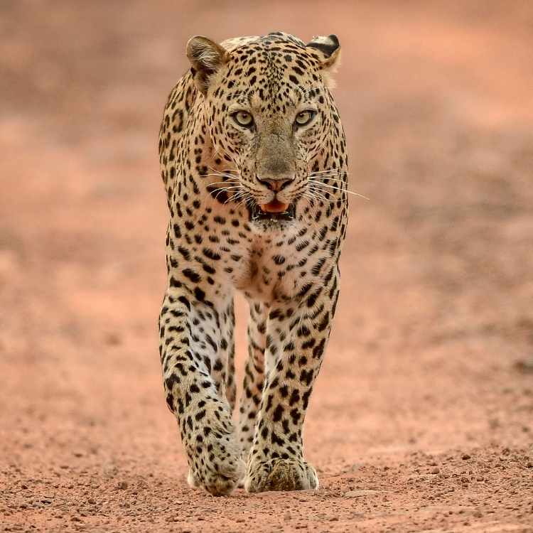 What does a leopard symbolize