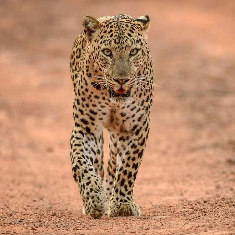 Leopard Symbolism: Understanding The Spiritual Animal Meaning Leopard Symbolism: Understanding The Spiritual Animal Meaning