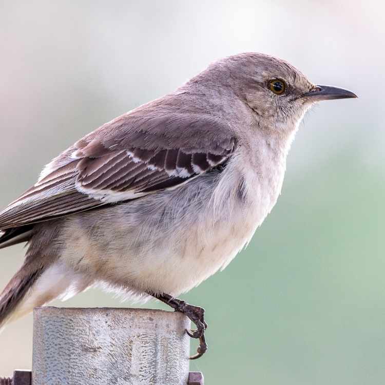 mockingbird