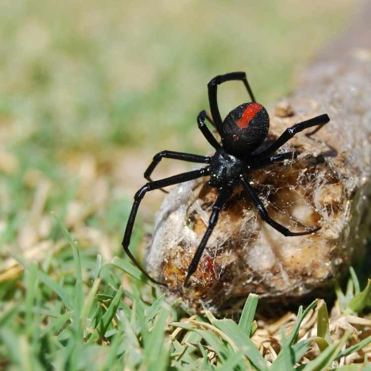 What does the black widow Symbolize