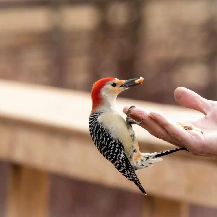 Woodpecker Totem Animal
