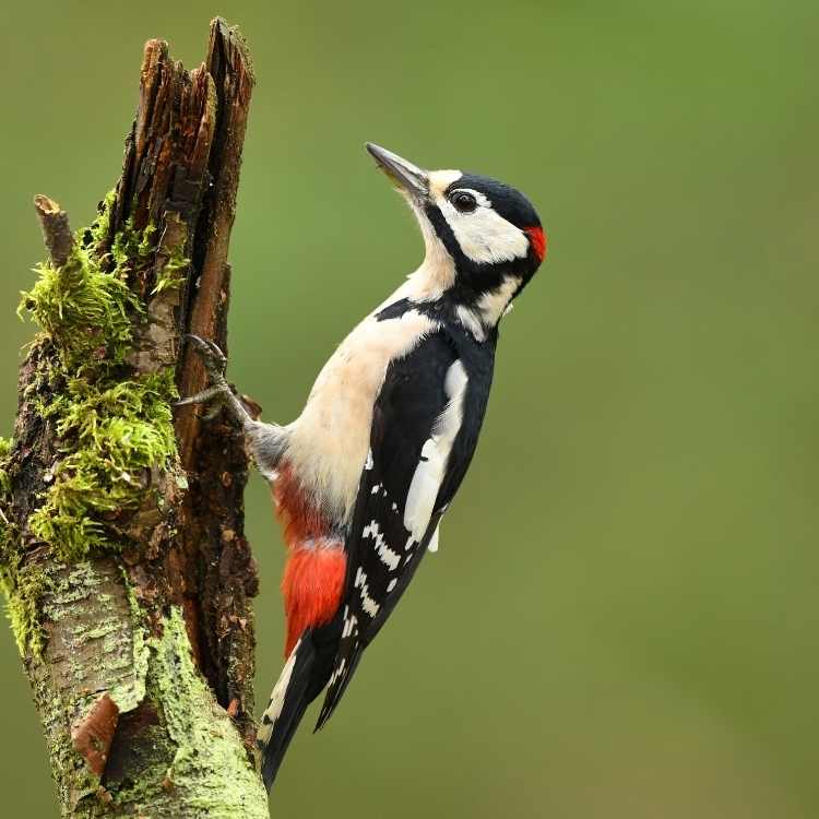 Woodpeckers Peck at Night