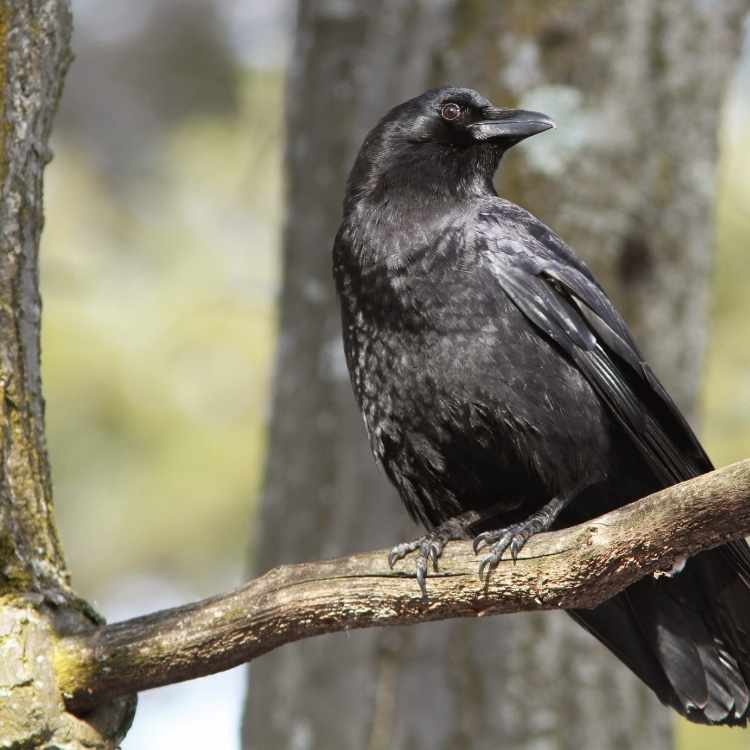 American crow